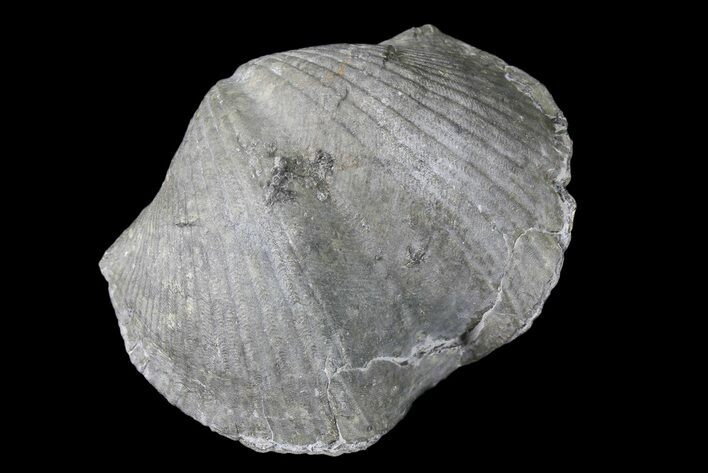 Pyrite Replaced Brachiopod (Paraspirifer) - Ohio #85557